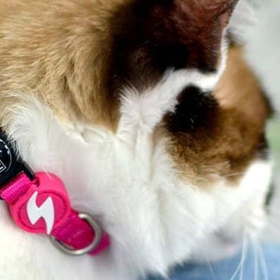 Gato com coleira rosa vibrante e fivela preta