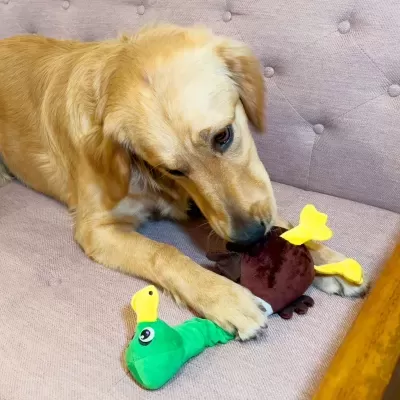 Cão dourado a brincar com brinquedos de peluche castanho e verde num sofá lilás claro
