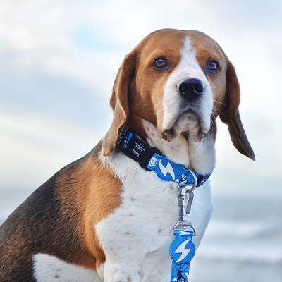 Cão com coleira azul e mar ao fundo