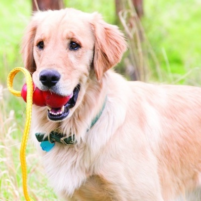 Cão Golden Retriever com brinquedo vermelho e corda amarela na boca em relva verde