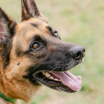 Cão pastor alemão com coleira verde em ambiente exterior com relva