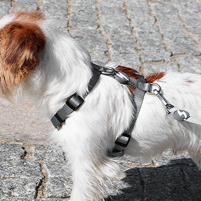 Cão pequeno com peitoral preto numa calçada de pedras cinzentas