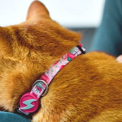 Gato laranja com colarinho rosa e pendente preto sentado ao lado de uma pessoa.