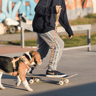 Cão com coleira e arnês bege, pessoa a andar de skate em parque urbano com grafite ao fundo