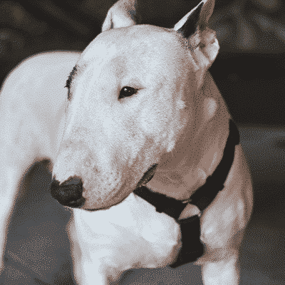 Cão branco da raça Bull Terrier com coleira preta em interior