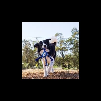 Cão preto e branco com brinquedo azul na boca em ambiente exterior com árvores