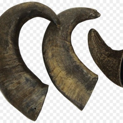 Três cornos naturais castanho escuro a castanho claro com textura rugosa