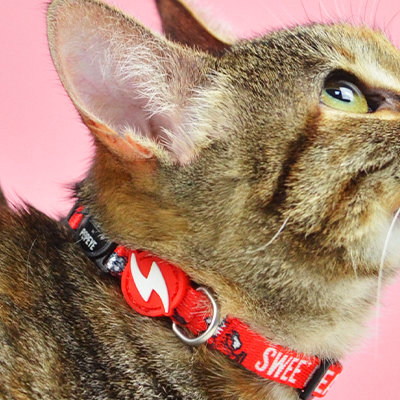 Gato com coleira vermelha com palavra SWEET, fundo rosa.