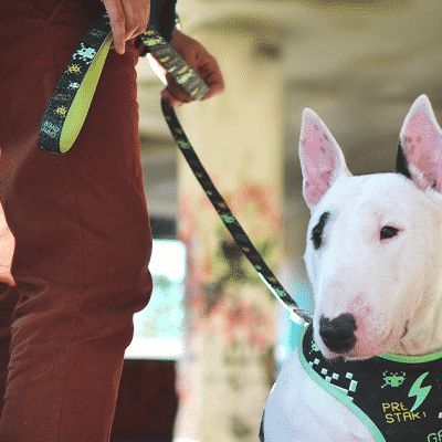 Cão branco com coleira e peitoral em tecido azul escuro com padrões verdes e amarelos, com pessoa vestindo calças castanhas num ambiente interior