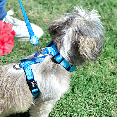 Cão pequeno com coleira e trela azuis num jardim com relva e flores vermelhas