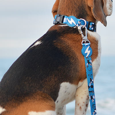 Cão com coleira e trela azuis com símbolos de raio ao lado de pessoa de jeans, vista do lado, ao ar livre junto ao mar