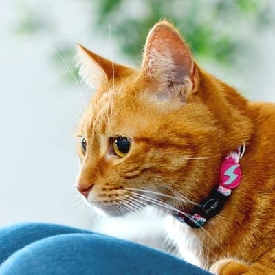 Gato laranja com colarinho sentado sobre tecido azul