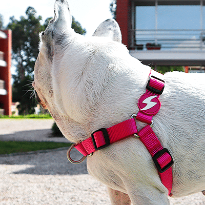 Cão branco com peitoral cor-de-rosa ao ar livre