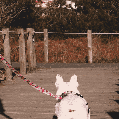 Cão branco com trela vermelha numa passagem de madeira ao ar livre