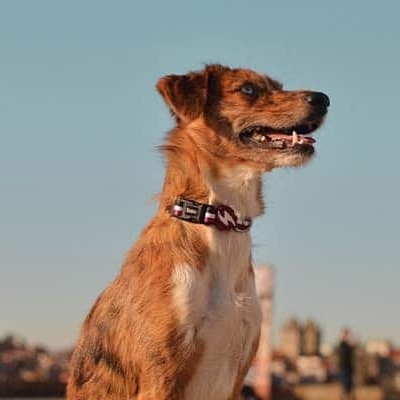Cão com coleira cor de vinho com padrão branco e preto sentado ao ar livre