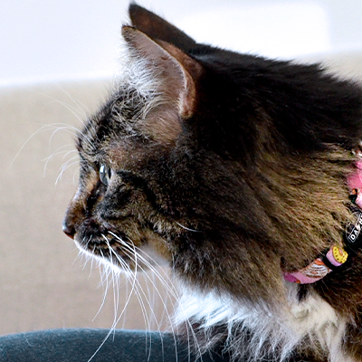 Gato de pelo comprido com coleira cor-de-rosa sentado num sofá cinzento claro
