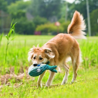 Cão castanho claro a brincar com brinquedo azul em forma de peixe no campo