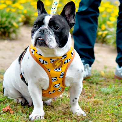 Cão com arnês amarelo de pandas sentado na relva perto de flores amarelas