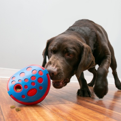Cão castanho escuro com brinquedo azul e vermelho no chão de madeira