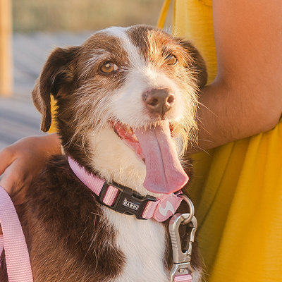 Cão castanho e branco com coleira rosa e trela rosa ao lado de pessoa com vestido amarelo