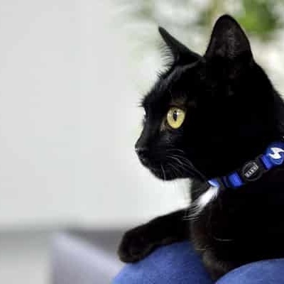 Gato preto com coleira azul sentado em ambiente interior