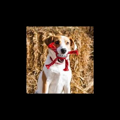 Cão branco e castanho com brinquedo vermelho em forma de esqueleto na boca