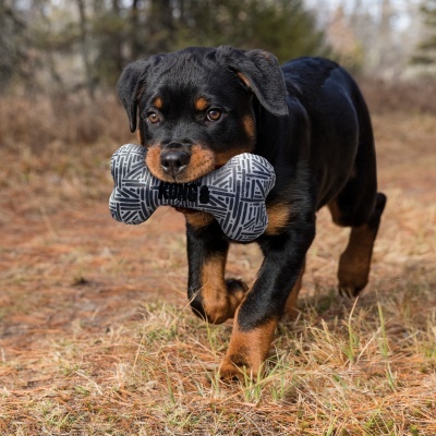 Cão Rottweiler segurando brinquedo osso preto e branco ao ar livre