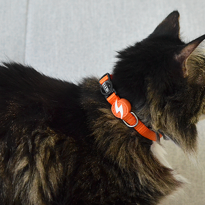 Gato com colar vermelho e placa em forma de relâmpago sentado numa superfície cinzenta.