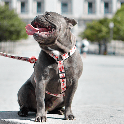 Cão cinzento com coleira e trela branca com ossos vermelhos sentado numa pedra ao ar livre