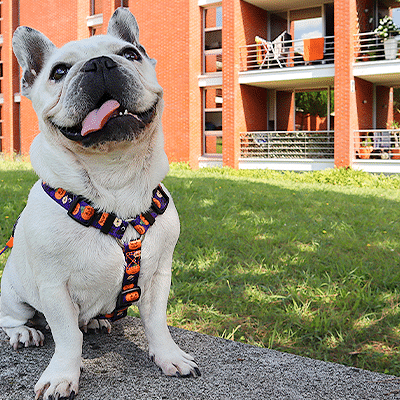 Buldogue francês com coleira colorida sentado ao ar livre num banco cinzento