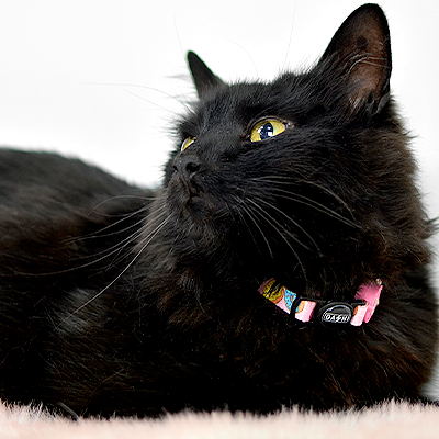 Gato preto deitado com coleira colorida sobre superfície cor-de-rosa claro