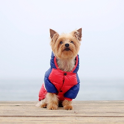 Cão pequeno vestido com casaco acolchoado azul e vermelho sentado numa superfície de madeira ao ar livre