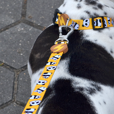 Coleira e trela amarela com padrão de bolas de futebol em cão sobre pavimento hexagonal cinzento