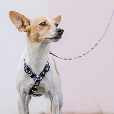 Cão pequeno com peitoral e trela, pessoa com calças de ganga ao fundo