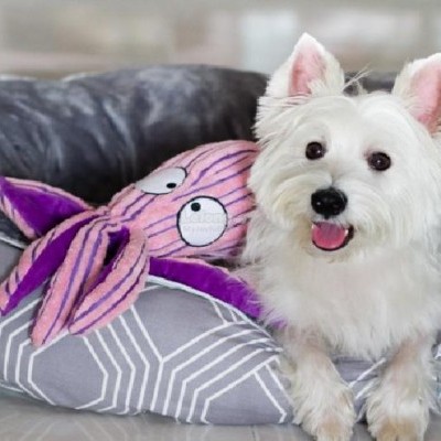 Cão branco deitado em cama cinza com brinquedo polvo roxo