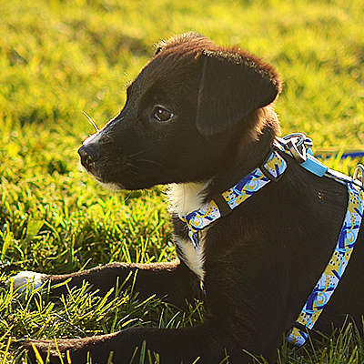 Cão preto e castanho com trela e coleira azul na relva verde
