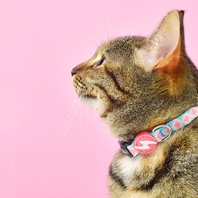 Gato com colarinho colorido sobre fundo rosa