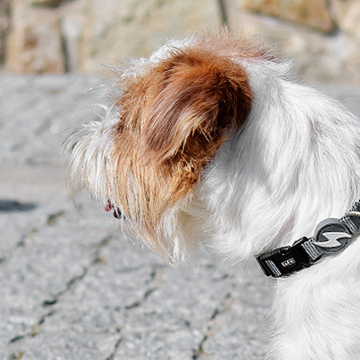 Colar preto para cão com fivela e argola metálica em cão branco e castanho