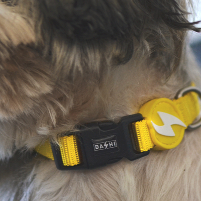 Colar amarelo para cão com fecho preto e placa amarela em forma de trovão