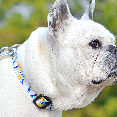 Cão branco com coleira azul clara e padrão amarelo e branco ao ar livre