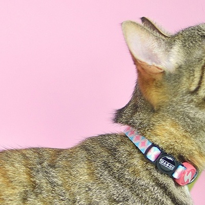 Gato às riscas com colar preto e acessório cor-de-rosa num fundo rosa