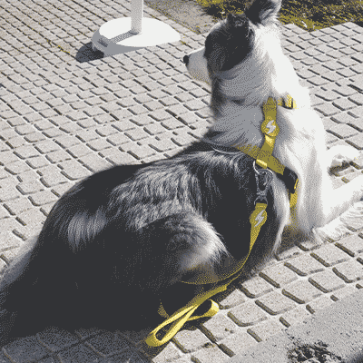 Cão com coleira e trela amarelas deitado numa calçada perto de comedouros metálicos