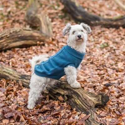 Cão pequeno branco com camisola azul em floresta com folhas secas e troncos