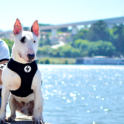 Cão branco com roupa preta perto de um rio com homem sentado ao lado