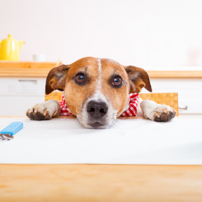 Cão numa bancada de cozinha com talheres coloridos e copo azul