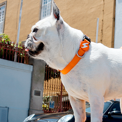 Cão branco de raça pequena com coleira laranja ao lado de pessoa vestindo roupa branca