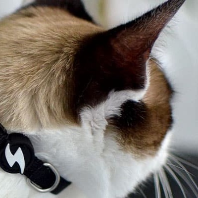 Gato com colar preto e etiqueta oval 'MY PET'