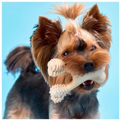 Cão pequeno segurando brinquedo em forma de osso branco com textura