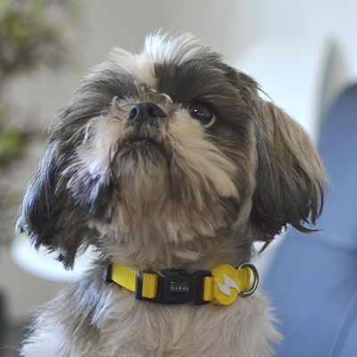 Colar para cão amarelo e preto com pendente em cão branco e castanho junto a cadeira azul e planta