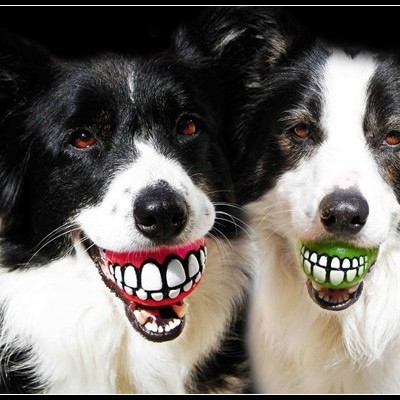 Dois cães Border Collie com bolas coloridas na boca com desenho de dentes
